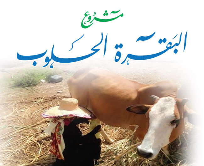 صورة البقرة الحلوب