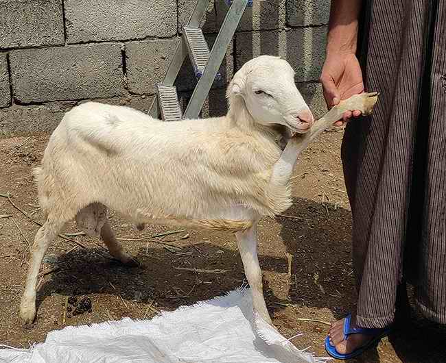Picture of زكاة وصدقات وكفارات