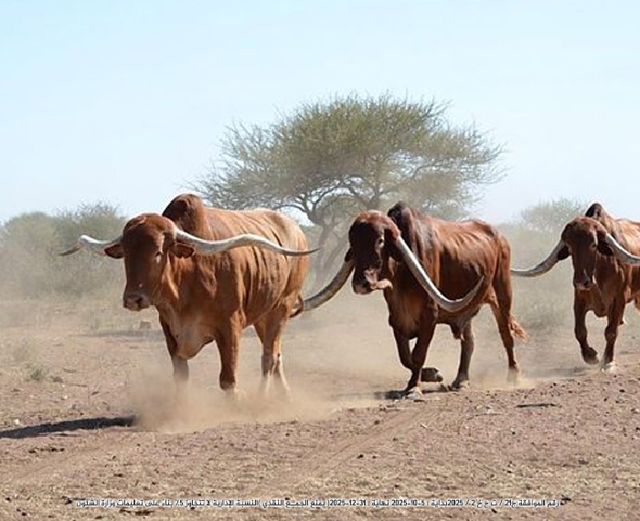 صورة البقرة الحلوب