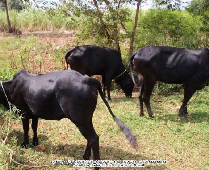 صورة البقرة الحلوب