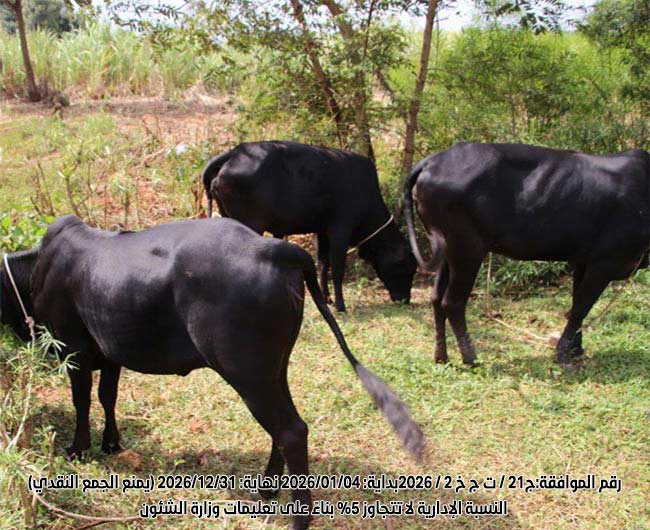 صورة البقرة الحلوب